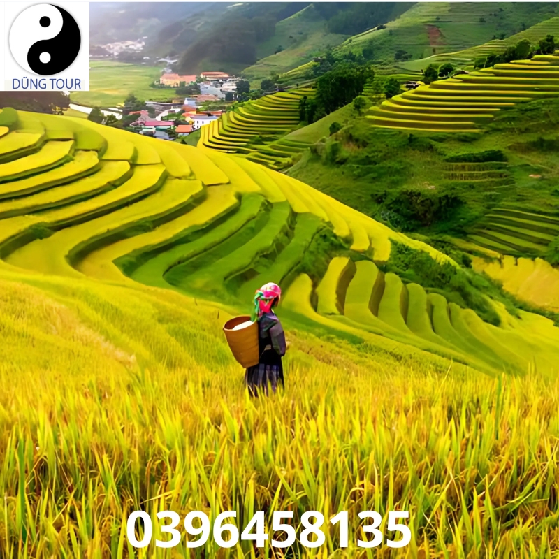 Ruộng bậc thang Mù Cang Chải mùa lúa chín