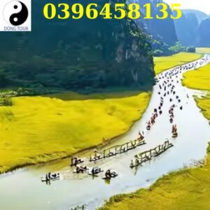 Du khách chèo thuyền trên dòng sông Ngô Đồng thơ mộng giữa cánh đồng lúa vàng óng ả tại Tam Cốc, Ninh Bình